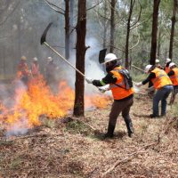 Imagem referente a Governo conclui capacitação de 540 brigadistas florestais em 100 municípios