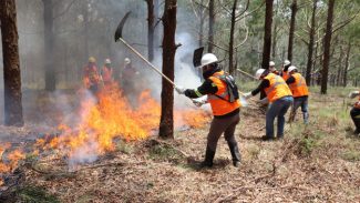 Governo conclui capacitação de 540 brigadistas florestais em 100 municípios