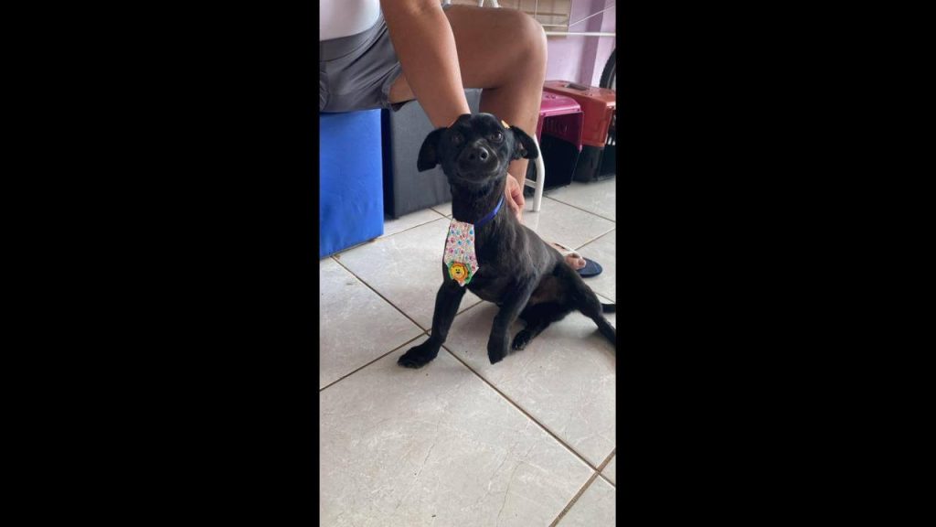 Cachorro Neguinho desapareceu no bairro Região do Lago