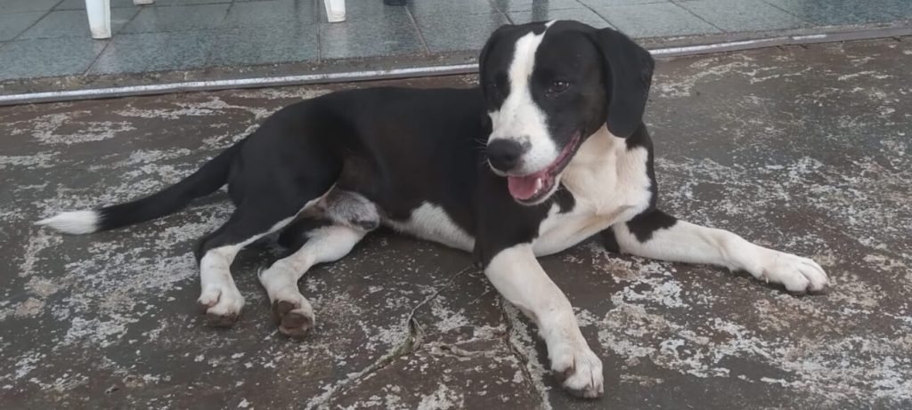 Cachorro é encontrado no bairro Ciro Nardi