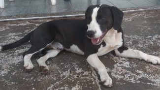 Imagem referente a Cachorro é encontrado no bairro Ciro Nardi