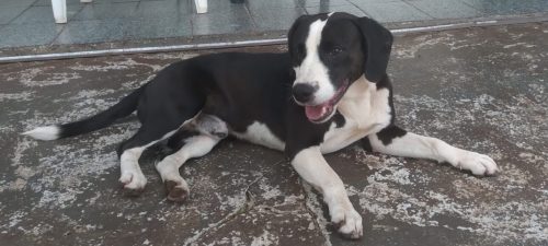 Imagem referente a Cachorro é encontrado no bairro Ciro Nardi