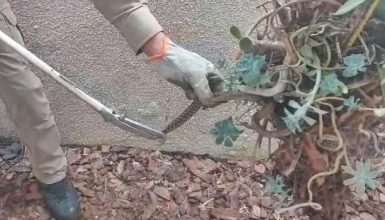 Imagem referente a Bombeiros resgatam Jararaca venenosa em residência no bairro São Cristovão