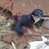 Imagem referente a Agonizando de dor: internauta pede ajuda para resgate de cachorro atropelado no Parque dos Ipês