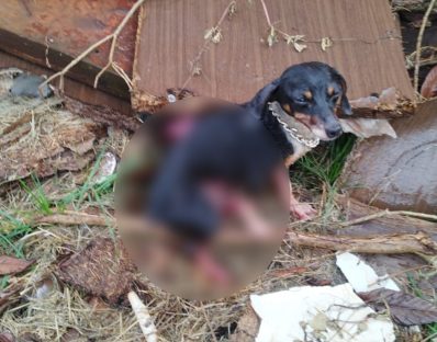 Imagem referente a Agonizando de dor: internauta pede ajuda para resgate de cachorro atropelado no Parque dos Ipês