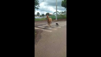 Imagem referente a Cavalo é encontrado no bairro Gramado