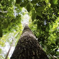 Imagem referente a COP29 fecha acordo climático e chefe da ONU critica resultado