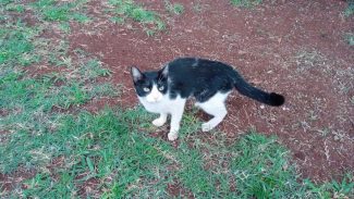 Imagem referente a Gata é encontrada no bairro Cancelli