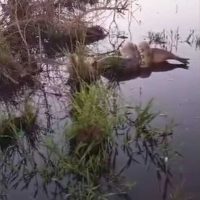 Imagem referente a Abraço da sogra: internauta flagra Sucuri abraçando Capivara em região alagada