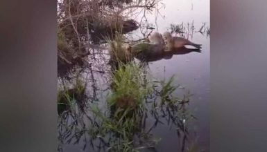 Imagem referente a Abraço da sogra: internauta flagra Sucuri abraçando Capivara em região alagada