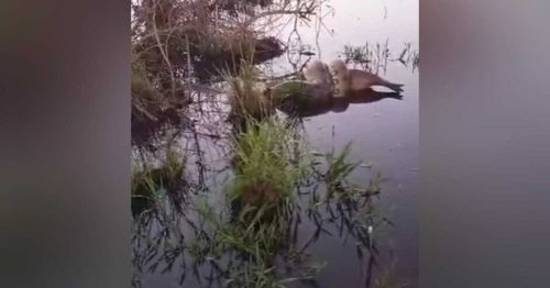 Imagem referente a Abraço da sogra: internauta flagra Sucuri abraçando Capivara em região alagada