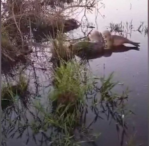 Imagem referente a Abraço da sogra: internauta flagra Sucuri abraçando Capivara em região alagada