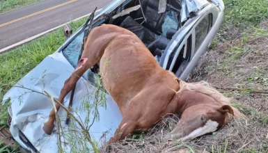 Imagem referente a Astra fica destruído ao atropelar égua na PR-539; animal morreu