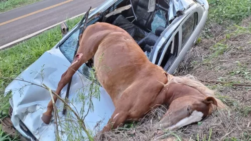 Imagem referente a Astra fica destruído ao atropelar égua na PR-539; animal morreu