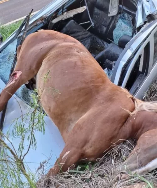 Imagem referente a Astra fica destruído ao atropelar égua na PR-539; animal morreu