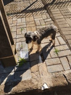 Imagem referente a Cachorro é encontrado no bairro Parque São Paulo