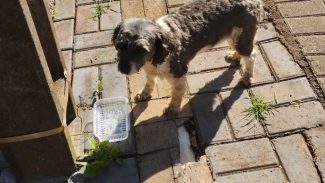 Imagem referente a Cachorro é encontrado no bairro Parque São Paulo