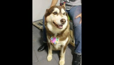 Imagem referente a Cachorra Lua desapareceu no bairro Jardim União