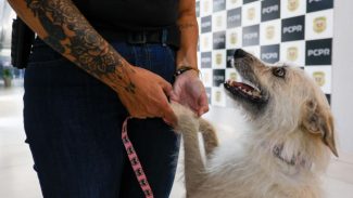 Policiais civis adotam cachorrinha que 