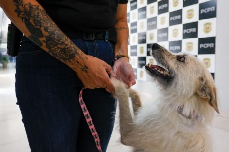 Imagem referente a Policiais civis adotam cachorrinha que “pediu ajuda” para salvar os filhotes