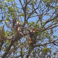 Imagem referente a Tamanduá-mirim resgatado pelo IAT em Campo Mourão é solto na natureza