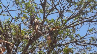 Tamanduá-mirim resgatado pelo IAT em Campo Mourão é solto na natureza