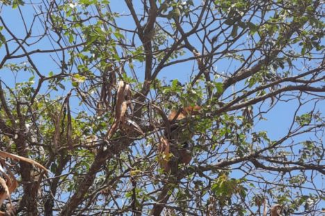 Imagem referente a Tamanduá-mirim resgatado pelo IAT em Campo Mourão é solto na natureza