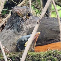 Imagem referente a IAT orienta sobre cuidados com filhotes de aves encontrados fora do ninho