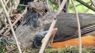 IAT orienta sobre cuidados com filhotes de aves encontrados fora do ninho