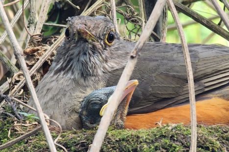 Imagem referente a IAT orienta sobre cuidados com filhotes de aves encontrados fora do ninho