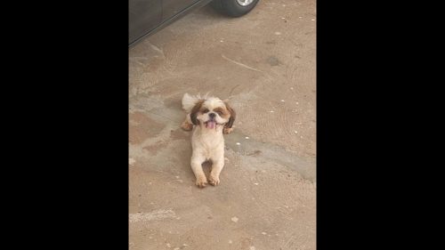 Imagem referente a Cachorro é encontrado no bairro Universitário