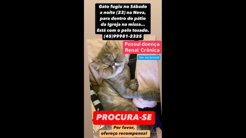 Imagem referente a Gato Salém desapareceu no bairro Neva