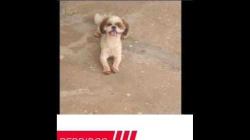 Imagem referente a Cachorro Muzzi desapareceu no bairro Universitário