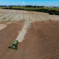 Imagem referente a Primeira safra de feijão tem aumento de 55% de área plantada no Paraná