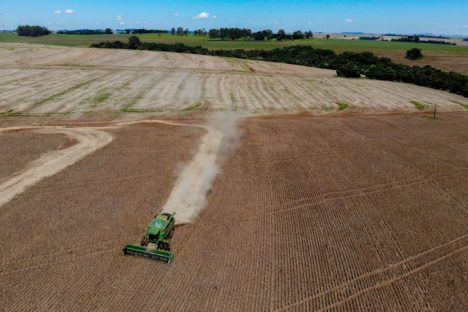 Imagem referente a Primeira safra de feijão tem aumento de 55% de área plantada no Paraná