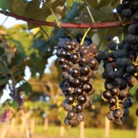 Imagem referente a Produtores podem se inscrever para participar da Rota Uva e Vinho Paraná