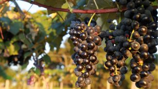 Produtores podem se inscrever para participar da Rota Uva e Vinho Paraná