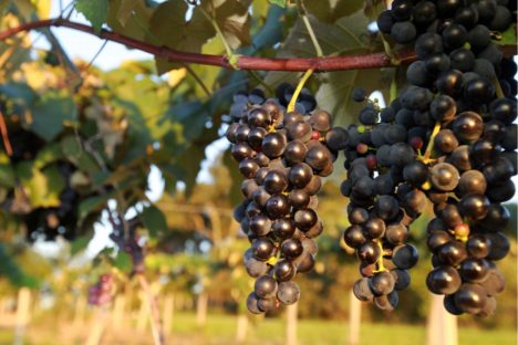 Imagem referente a Produtores podem se inscrever para participar da Rota Uva e Vinho Paraná