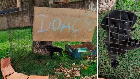 Imagem referente a Filhotes são abandonados em cercadinho com placa de 