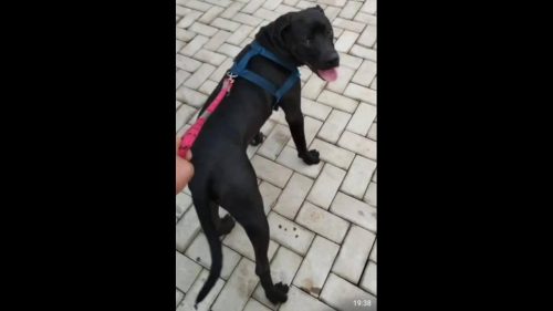 Imagem referente a Cachorro Thor desapareceu no bairro Santa Cruz