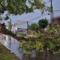 Imagem referente a Temporal derruba árvore e interrompe trânsito na Avenida Assunção