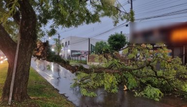 Imagem referente a Temporal derruba árvore e interrompe trânsito na Avenida Assunção