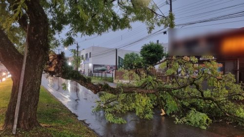 Imagem referente a Temporal derruba árvore e interrompe trânsito na Avenida Assunção