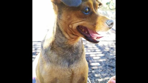 Imagem referente a Cachorro Léo desapareceu no bairro Parque São Paulo