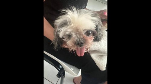 Imagem referente a Cachorra é encontrada no bairro Centro