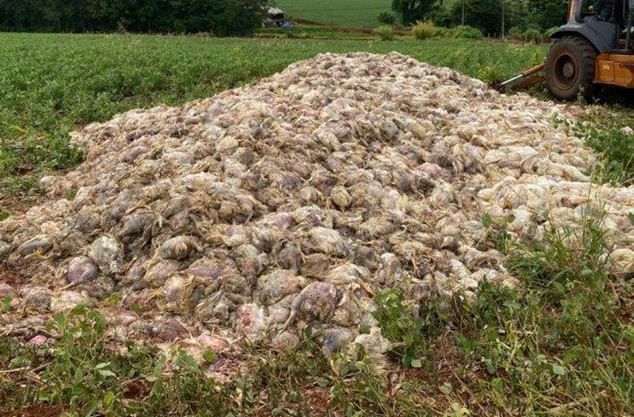 Falha de energia e gerador provoca tragédia avícola: 40 mil frangos mortos