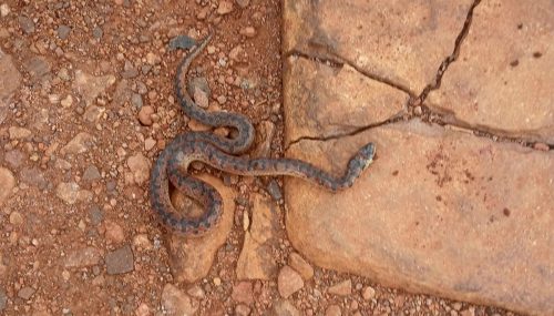 Imagem referente a Moradora do São Cristóvão mata cobra e pede providências da Prefeitura