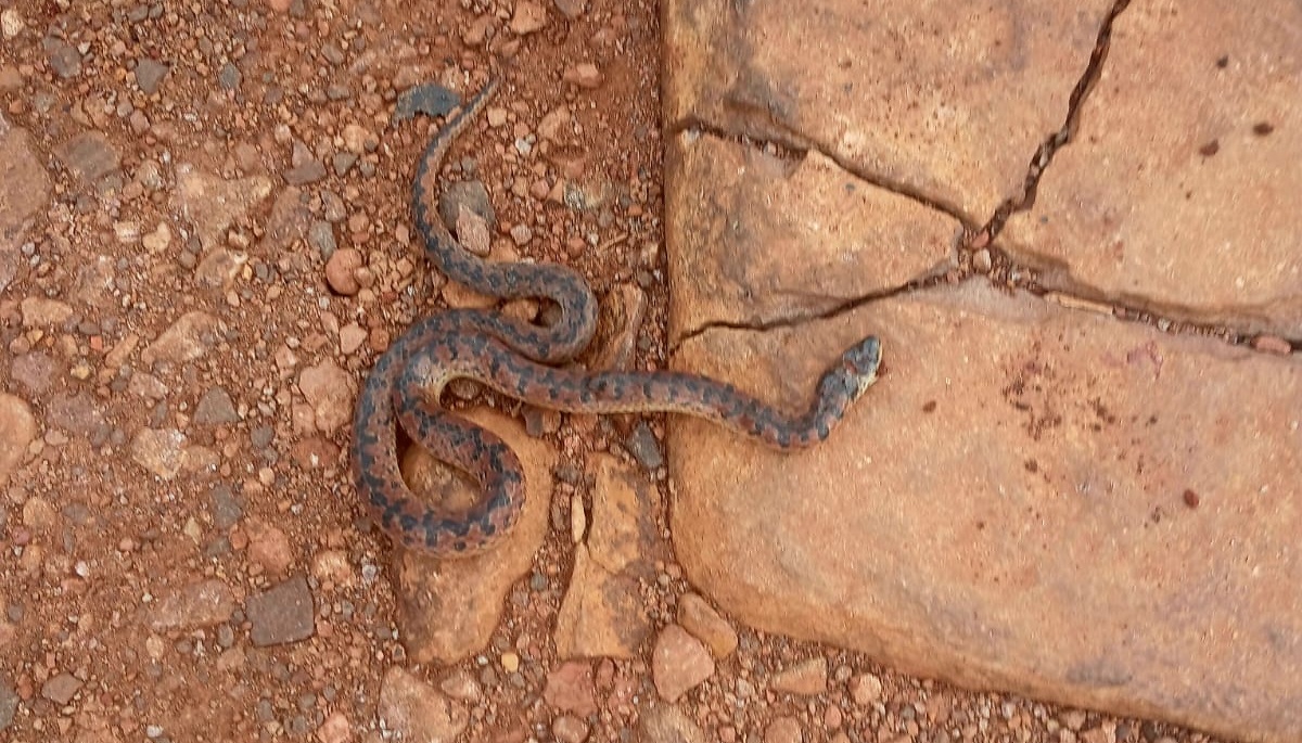 Moradora do São Cristóvão mata cobra e pede providências da Prefeitura Moradora do São Cristóvão mata cobra e pede providências da Prefeitura