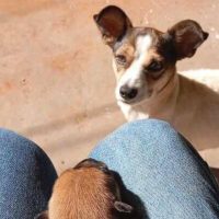 Imagem referente a Cachorra LUA desapareceu no bairro Floresta