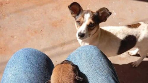 Imagem referente a Cachorra LUA desapareceu no bairro Floresta